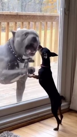 What's the return policy on this Guard Dog? 😅 | Olima Omega