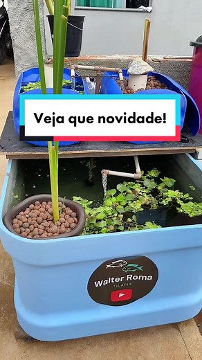 Aquaponics System: Growing Water Roma Tilapia