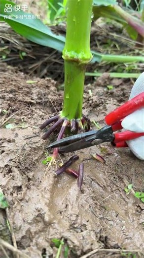Grow Organic cron farming #farmingtips #farming101