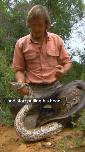 Man Wrestles With The Worlds Largest Snake | Real Wild | Real Wild