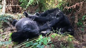 Celebrate the largest non-human primate with me on #WorldGorillaDay #🦍. I had the opportunity to see mountain gorillas up close and personal this year in Rwanda and I must say this was one of the most special eco/wildlife experiences OF MY LIFE 🤗! I want to thank Gorilla Doctors and #VolcanoesNationalPark Rwanda for doing an incredible job in keeping these special primates healthy and protected👨🏻‍⚕️! FYI gorillas are "apes," not monkeys🙊, and are currently critically endangered. They're a r