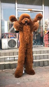 Great Giant Poodle #aboutpoodle #poodlelove #poodle #standardpoodle #poodlemix | About Poodle