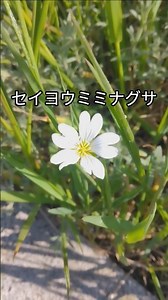Small white flower #Cerastiumglomeratum #Mouseearchickweed #NativeToEurope #Caryophyllaceae #Lang...