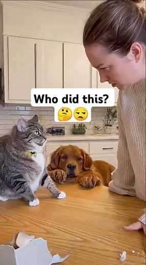 Cat Arguing With Owner 😹 Blames the Dog for the Mess! | Funniest Talking Cat Ever 🐱🐶