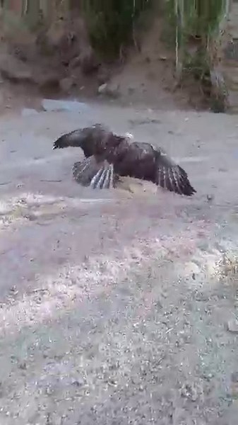 Hawk Hunts A Mouse In A Split Second | Rare Hunting Moment in Nature!🦅 #eagle #hunting #falconry