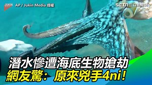 44K views | 被章魚身分耽誤的攝影師？！緊緊捉住就像是寶貝ㄟXDD ▌潛水慘遭海底生物搶劫　網友驚：原來兇手4ni！ ▌...