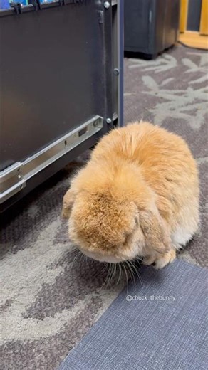 A Snoozy Little Oakley Bun