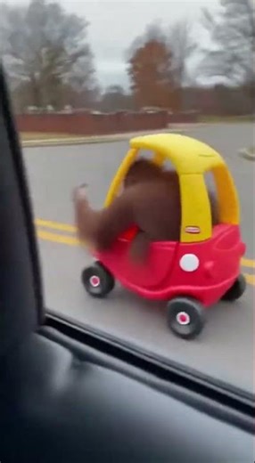 This is way monkeys can't drive