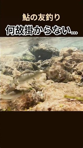 オトリを使って野鮎を掛ける【日本古来からの伝統釣法】#鮎釣り#友釣り#友釣りオレ流#turizuki#勝浦川#shorts