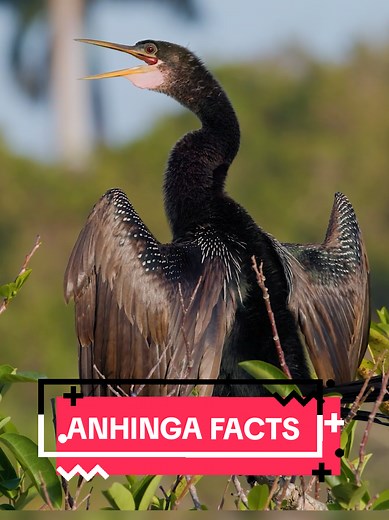 Discover the Fascinating Anhingas of Florida