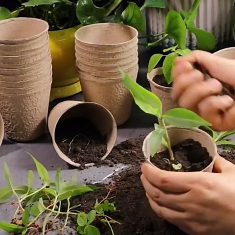 130 Pcs Nursery Peat Pots, 4 Inch Seed Starting Pots with Drainage Holes, Biodegradable Seed Starter Pot with 80 Pcs Plant Labels for Plants Vegetables Flowers Seedling