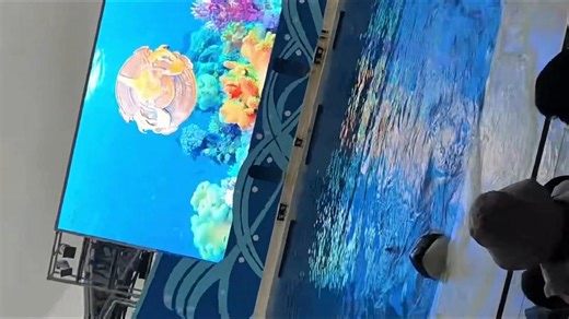 Killer whale injured and bleeding during aquarium show