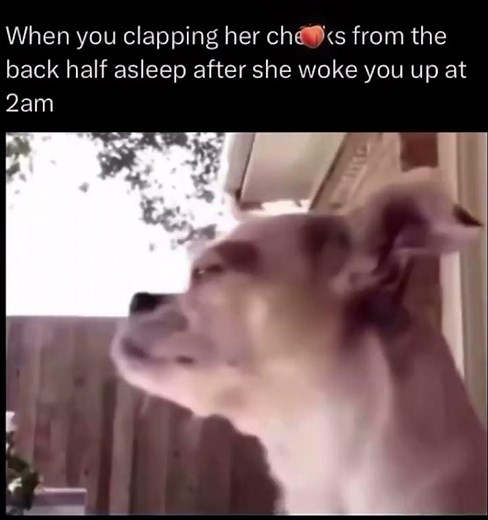Dog clapping cheeks