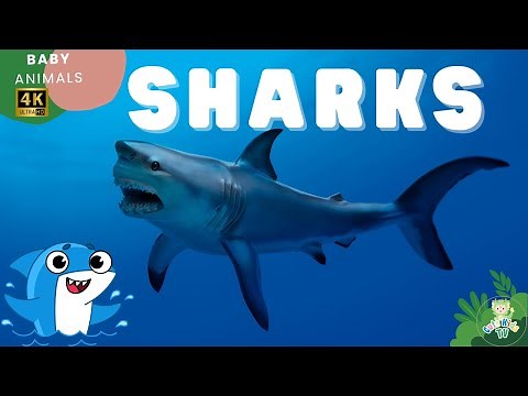 SHARK | All About Sharks for Children | Meet the Animals | CuteKidsTV
