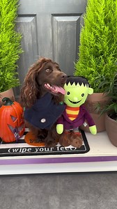 9.2K views · 38 reactions | Calling all zom-beagles, terror-iers and cocka-boos  It's time to enter our #dogsatdobbies competition for October! This month we're upping the prize to a £100 gift card to celebrate Howl-oween!  We want to see your dogs' spookiest costumes, their best tricks for treats, and their most endearing poses whenever they're visiting us in-store! ​ Simply tag us in your pictures and use the hashtag #dogsatdobbies to enter*​ *T&Cs apply | Dobbies | Facebook