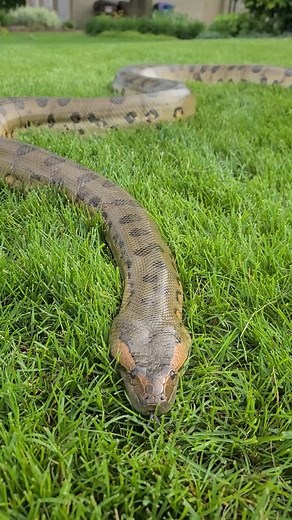 202K views · 4.5K reactions | What would you do if there was an Anaconda in your yard? | Wild Charles | Facebook