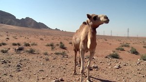 A tilt showing a camel eating from the ground and then looking around at its surroundings in a desert in the United Arab Emirates