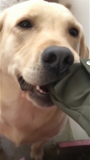 One poor little thing #fyp #dogsoftiktok #furbabylove