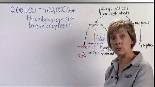 BLOOD 3. Platelets Coagulation