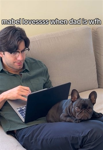 Why Frenchies Are Known as Velcro Dogs