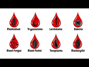 8 Types of Blood Parasites Explained