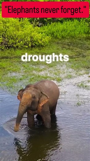 Elephants Never Forget | Powerful Animal Memory That Helps Them Survive . #wildlife #animalfacts