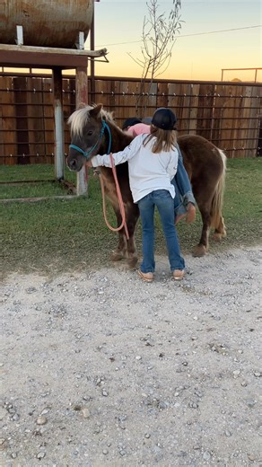 3.7K views · 173 reactions | Celebrating gentle ponies and the wild kids who love ‘em. | Palm Tree Ponies | Facebook