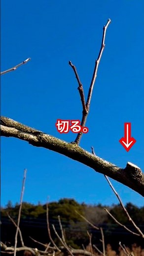 ライバルに負かされる前に切る。柿の剪定