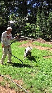 Chaser and John Pilley cooling off today with the hose. | Chaser the Border Collie