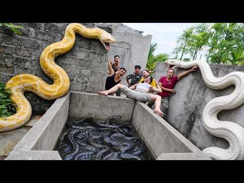 Brave Expert Rescues Young Girl from Giant White Python in Abandoned House.