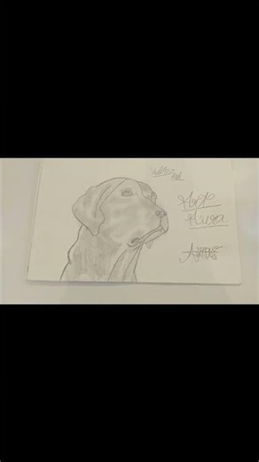Yellow lab drawing 💛#trending #art #artist #artwork #artshorts