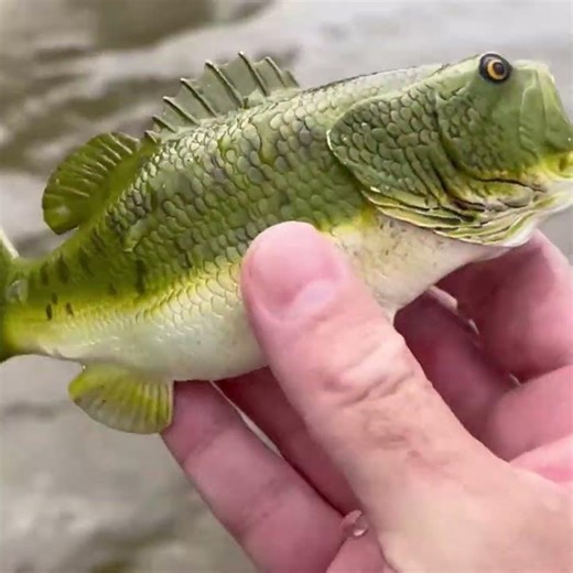 Largemouth Bass Toy Shore Find!