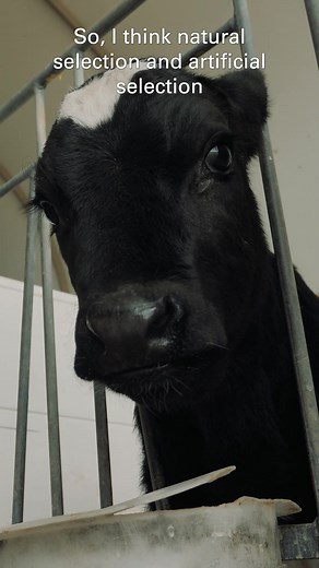 @wsupullman’s Holly Neibergs, Prof. Animal Sciences, explained to us why natural and artificial selection are important to cow care in breeding.