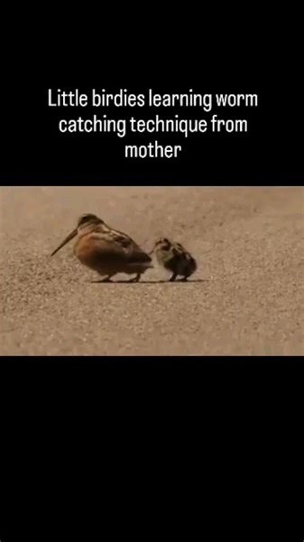 Woodcocks thrive in the scrubby young woods that arise a few years after fires, logging, and other forest disturbance. But shifting forest management practices and sprawling development have made those habitats harder to find. As a result, both the central and eastern subpopulations of American Woodcock have been slowly declining since the late 1960s. 1.) American Woodcocks go by many nicknames that speak to their haunts and habits, some dating back to at least the mid-19th century. timberdoodle