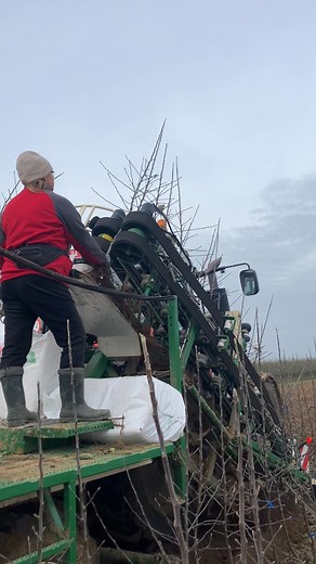 357K views · 2.9K reactions | Tree digging is in full swing! These are the busiest days of the season for our team. We’re truly grateful for such a dedicated group of people working together every day to prepare our trees for delivery to clients all over the world. #grateful #greatteam #fruittreenursery #autumn | Boomkwekerij - Johan Nicolaï | Facebook