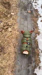 Zoomies 😍 #frenchie | Frenchie Space