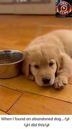 Found abandoned Puppy and I did this #puppy #rescue#doglovers #rescuedogs #rescuelove #animallovers