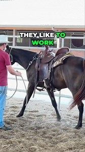 In this video, we explore the incredible temperament of Tennessee walking horses. Known for their friendly nature and strong work ethic, these horses truly enjoy their work, just like border collies. Join us to learn more about their unique personalities! #TennesseeWalkingHorses #HorseTemperament #EquineEnthusiast #FriendlyHorses #AnimalBehavior #WorkEthic #HorseLovers #TennesseeHorses #EquestrianLife #PetMovies | Ed's Walking Horses