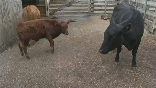 Wild Wednesday: Meet the baby cows at the Columbus Zoo and Aquarium