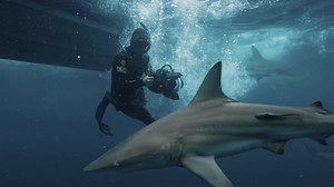 Tonight Forrest Galante’s new show, "Extinct or Alive: Land of the Lost Sharks" airs during Shark Week! Tune in as he and his Descent Mk1 dive into some of the most treacherous, shark-infested waters in the southern hemisphere to attempt to rediscover three species of shark lost to science for decades. 🦈 🎥: project.1z | Garmin Outdoor