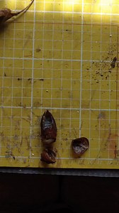 Repairing an Atlas atticus moth cocoon. These are incredibly thin and delicate. #moth #butterfly #insect #repair #entomology | Selina Grazia Art