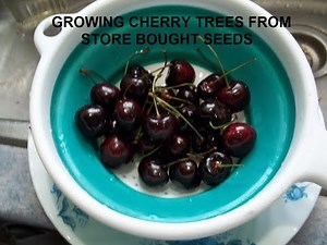 Growing Cherry trees from Store Bought Cherries