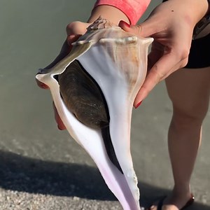 17K views · 3.8K reactions | “Whelk I never…!” All the beautiful shells on our beach were once inhabited by marine life. We show our appreciation for their gifts by returning the live shells to their sand beds. #liveshells #marinelife #shelling #funinthesundial #sanibelisland | Sundial Beach Resort & Spa | Facebook