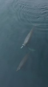 15K views · 1.7K reactions | Twice in one week we encountered a very rare whale species called the Baird’s Beaked Whale! First clip last Sunday - May 21 Last clip today Saturday May 27th They are the largest of the beaked whales, and deep divers with average depths between 1000-4000ft in search of squid, mackerel, and other pelagic fish species. Incredible to sight them today! Thanks Danny Frank for his drone footage! | Discovery Whale Watch | Facebook