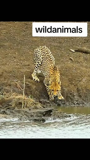 Stunning Cheetah Wildlife Scenes in Their Natural Habitat