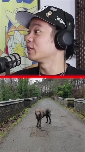 Overtoun Bridge: The Mysterious Dog Jumping Phenomenon