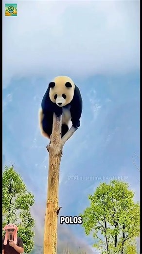 Pandas Are Cute But Lazy, Here's Why!