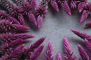 full frame of Celosia argentea flower with an interesting arrangement...