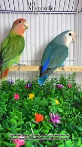 #disponible✅✅ Agapornis roseicolli opalino y Aqua reproductores #piura - Perú 🇵🇪 ✅ WhatsApp 📲 51 945 066 484 . . . . . . . . . . . . #ninfascarolinas #lima #trujilloalto #piuraperu #Ninfas #tumbesperu🇵🇪 #LimaPotenciaMundial #trujillolalibertad #Chiclayoperu #piura #agapornis #ninfas #cajamarcaperú🇵🇪 #cajamarcaperú🇵🇪 | Aviario AG / ACP 100 Piura-Perú.
