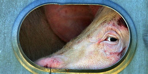 Opinion | The Supreme Court’s Pork Chops